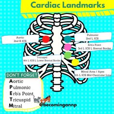 an image of a diagram of the human body with labels for different parts of the skeleton