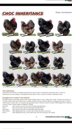 an image of chickens with different colors and numbers on them, including the names of their hen