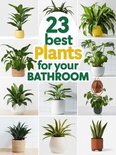 Description: Looking to add greenery to your bathroom? Check out these 23 humidity-loving plants that will thrive in steamy and low-light conditions.