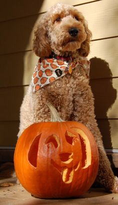 a dog sitting next to a carved pumpkin