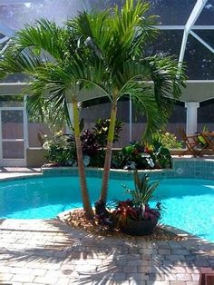 a palm tree sitting in the middle of a swimming pool