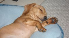 a brown dog laying on top of a blue pillow