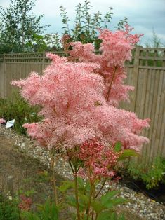 pink flowers are blooming in the garden next to a wooden fence and shrubbery