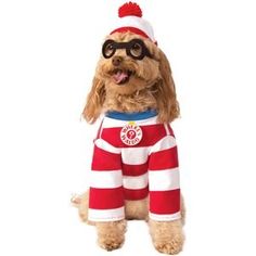 a dog wearing a red and white striped shirt with glasses on it's head