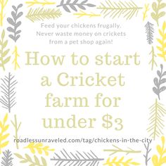 a white and yellow poster with the words how to start a cricket farm for under $ 3