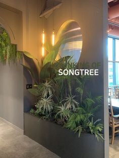 an office lobby with plants on the wall and a songtree sign above it that says sing tree