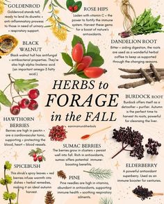 herbs to force in the fall