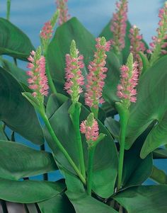 pink and green flowers are blooming on the plant's leaves against a blue sky background