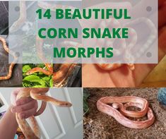 Corn Snake Morphs, Okeetee Corn Snake, Snake Information, Snake Morphs