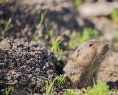 a small rodent standing in the dirt and grass