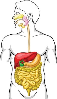 the human body is filled with different types of food