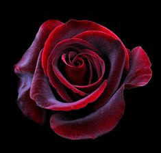 a single red rose on a black background