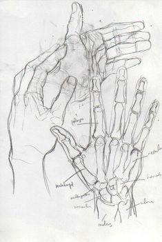 a drawing of a hand with different parts in it