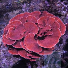 a close up of a red coral on a reef