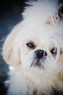 a small white dog with blue eyes looking at the camera