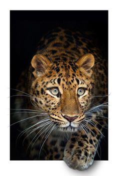 a close up of a leopard looking at the camera