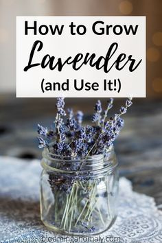 lavender flowers in a mason jar with the words health benefits of lavender written on it