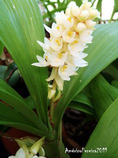 a close up of a flower on a plant