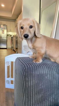 a small dog standing on top of a couch