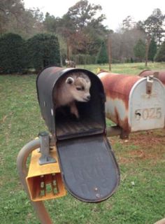 an animal sticking its head out of a mailbox