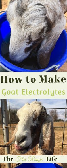 an animal that is eating out of a bowl with the words how to make goat electrolytes