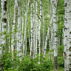 a forest filled with lots of tall white trees