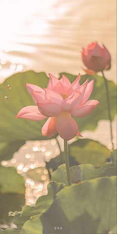 two pink water lilies are blooming in the pond