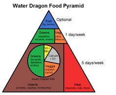 the water dragon food pyramid is shown