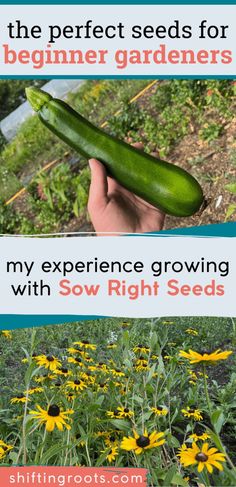 a person holding a cucumber in their hand with text overlay that reads, the perfect seeds for beginner gardeners my experience growing with sow