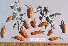 several orange peppers are shown on a white surface with a ruler in front of them