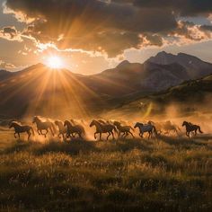 a herd of horses running across a lush green field under a cloudy sky at sunset