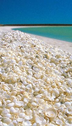 the beach is covered with shells and blue water