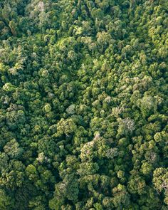 an aerial view of trees in the jungle