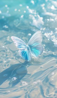 a blue and white butterfly floating in the water