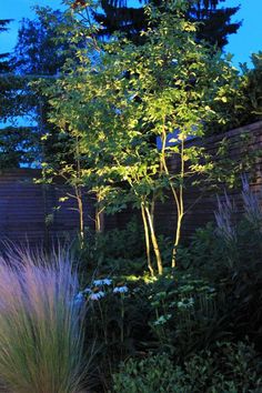 an outdoor garden with tall grass and trees in the background at night, illuminated by lights