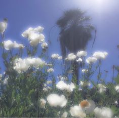 white flowers are in the foreground with a palm tree in the background