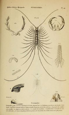 an old book with drawings of different types of animals and their skeleton parts on it