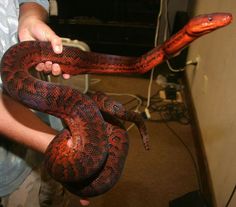 a man holding a large red snake in his right hand while another person holds it up