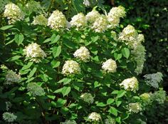 a bush with white flowers in the middle of green leaves and shrubbery behind it