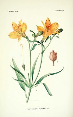 an illustration of yellow flowers with green leaves