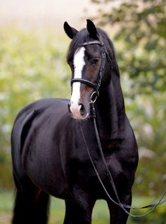 a black and white photo of a horse with a bridle on it's head