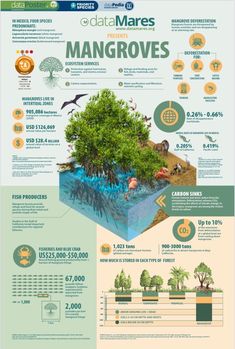 an info poster showing different types of trees