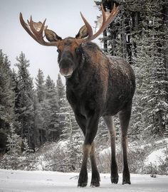 a large moose standing on top of a snow covered ground next to tall pine trees