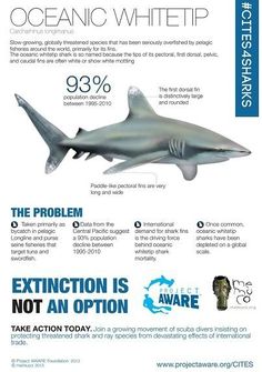 an info sheet describing the different types of sharks