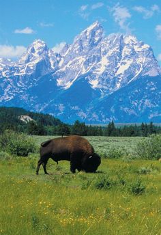 Jackson Hole, Wyoming and heading there for some serious hiking Wyoming Travel, Image Nature, Jackson Hole, Wild West, Vacation Spots, Wyoming, Travel Usa, Beautiful Landscapes