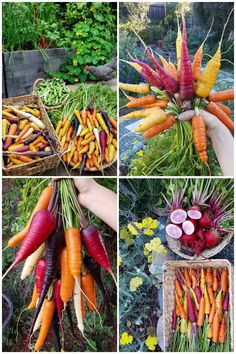 several pictures of carrots, radishes and onions in baskets on the ground