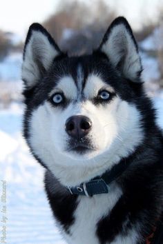 a black and white husky dog with blue eyes in the snow looking at the camera