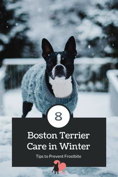 boston terrier standing in the snow with text overlay that reads, boston terrier care in winter tips to prevent frost