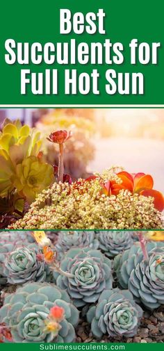 the best succulents for full hot sun