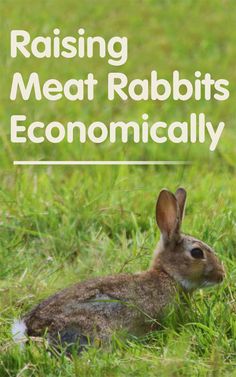 a rabbit sitting in the grass with text reading raising meat rabbits economically